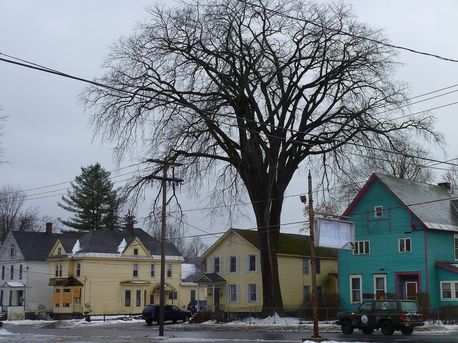 Large elm in Johnstown, NY. 189 inch circumference and 110 feet tall.
